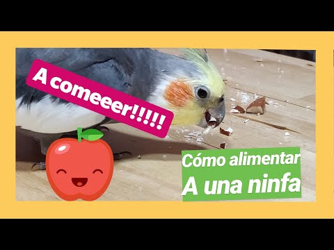 Vídeo: Como Alimentar A Cacatua