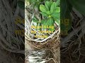 Repoting bonsai trees || Maa Brundavanam #bonsai#repotting#ficustrees#bonsaimarri#bonsairavi