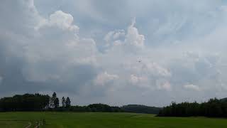 Vogel