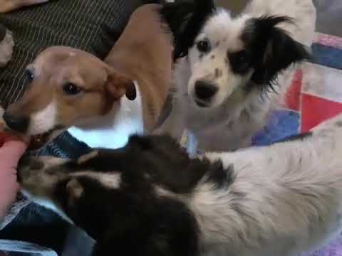 Kira Und Ihre Tochter Emma Und Mika Suchen Ein Neues Zuhause Youtube