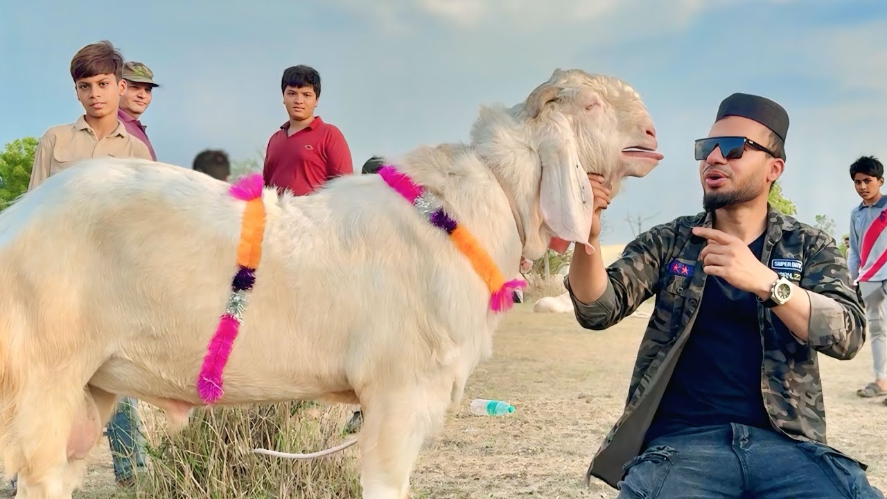 Bhopal Bakra Mandi 2025 😍 Bakra Eid Cattle Market Vlog - AL Aamir Khan
