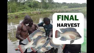 Fish Harvesting Process In 4 Minutes