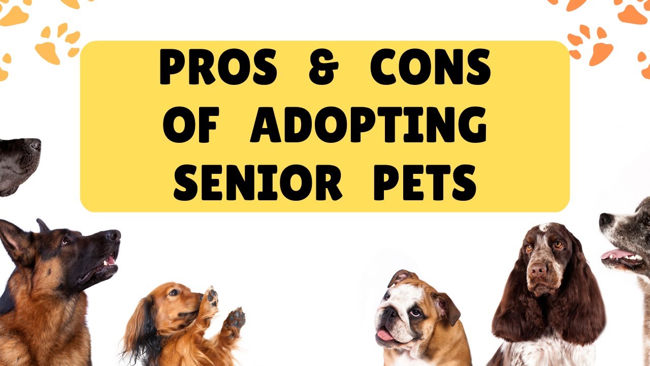 Pros and Cons of Adopting a Senior Pet 