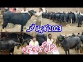 Riaz cattle farm sheikhupura  gabban jotiyan  nili ravi buffalo  milky cows 2023  dairy farm