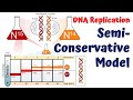 Semiconservative dna replication meselson and stahl experiment