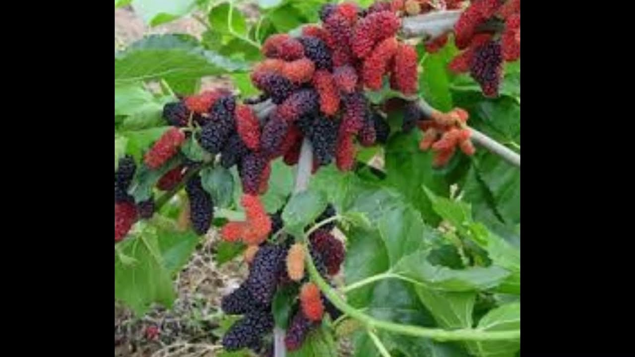 Саженцы Шелковицы Купить
