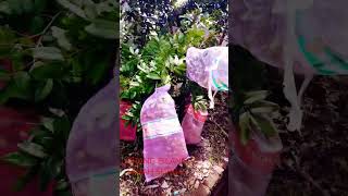 Download Lagu Tanah Surga Kolam Susu Koes Plus Joget #shorts MP3 Download Lagu Tanah Surga Kolam Susu Koes Plus Joget #shorts MP3