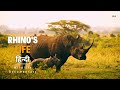 Rhinos life savannah     wildlife documentary in hindi