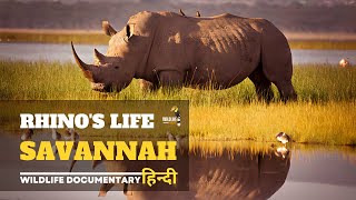 Rhino's Life, Savannah - हिन्दी डॉक्यूमेंट्री | Wildlife documentary in Hindi