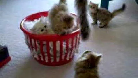 Watch the video about 4/7/08 Kittens in Laundry Basket