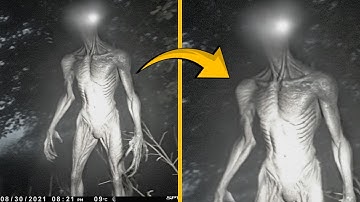 Trail Camera Captures What No One Was Supposed To See!