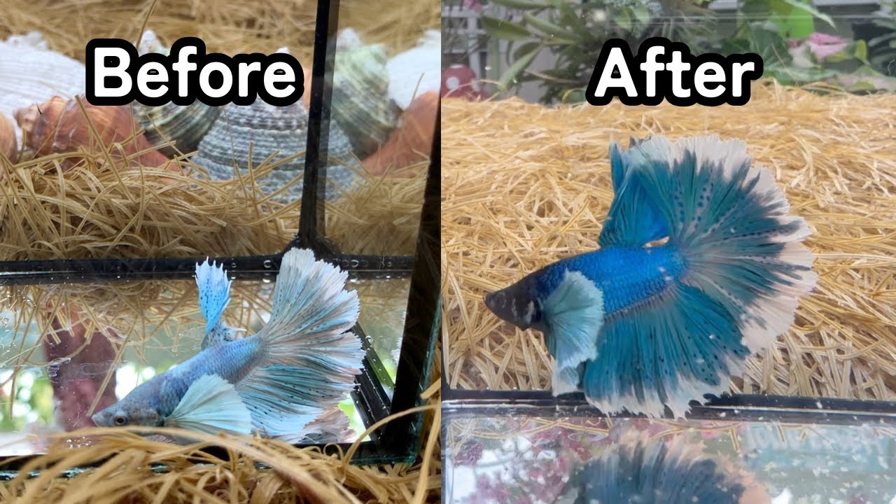 Things to do on the first day after bringing home a betta fish 