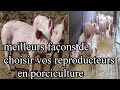Meilleur stratgie de choisir les bons reproducteurs en porciculture