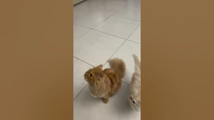 Video 8881231: cats kittens meowing compilation, cat meowing compilation funny, cats meow cute compilation, laugh funny cats compilation