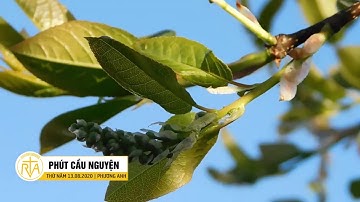 Phút Cầu Nguyện, Thứ Năm 13/08/2020: Bơ Và Bánh Mì