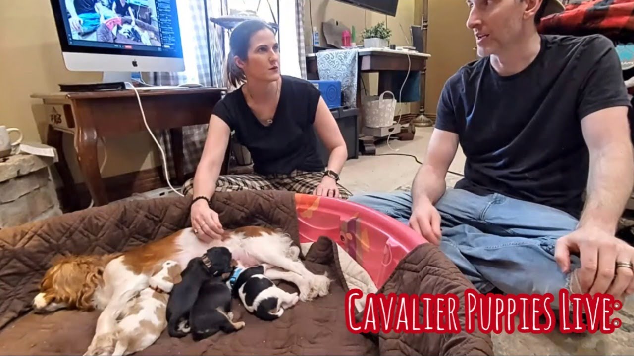 Cavalier Puppies Live: Remy's Puppies Begin Potty Training