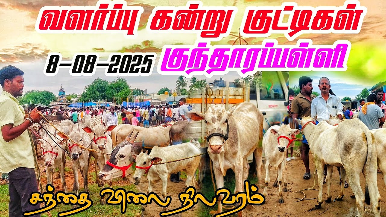 8-08-2025 kundarapalli Friday market Biggest cow market in tamilnadu Krishnagiri district 
