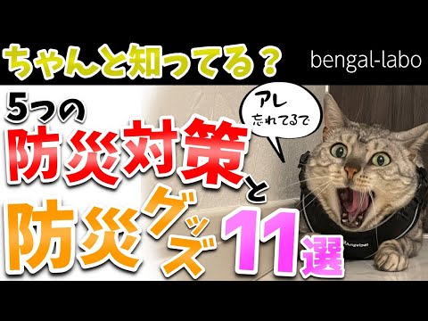 猫を外に出していい？メリットとリスク、安全対策を徹底解説