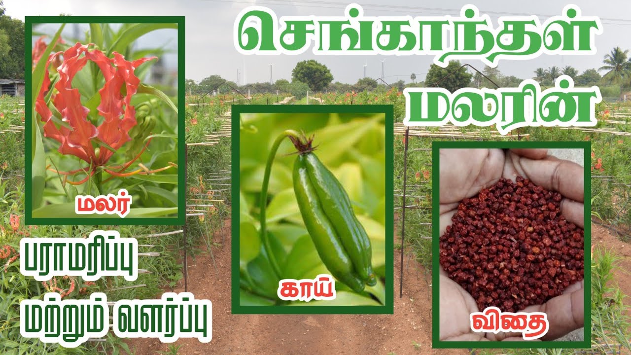 Tamilnadu State flower(Gloriosa superba)- செங்காந்தள் மலரின் பராமரிப்பு மற்றும் வளர்ப்பு 🌱🌺