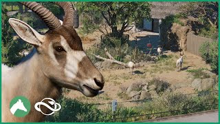 Addax Habitat | Elm Hill City Zoo | Planet Zoo