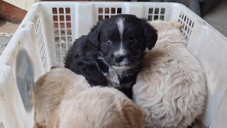 Why Are Cute Puppies Abandoned? How To Change This Phenomenon