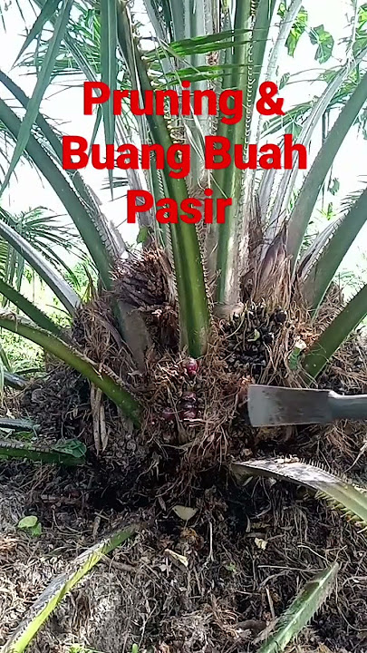 Saat nya yang tepat untuk pruning dan buang buah pasir #kelapasawit #sawitrendah #pruningsawit