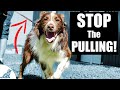 5 Quick Tips To Stop Your Dog From Pulling On The Leash