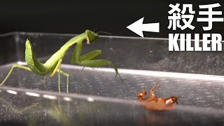 Killing faster than the blink of your eyes? by  史考特 Walking Wild 18,512 views 3 years ago 3 minutes, 38 seconds