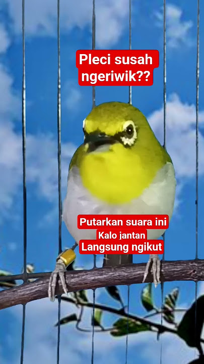 pancingan pleci biar ngeriwik #plecigacor