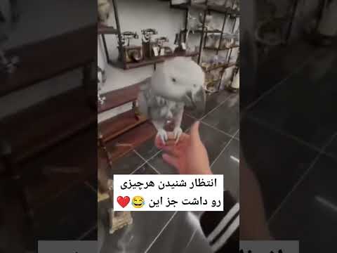 کاسکو با ادب پرنده Birds طوطی Parrot عروس هلندی Pets Shorts