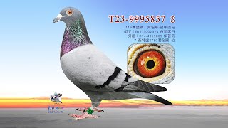 【尹培華】T23-9995857