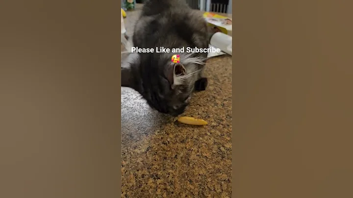 Video 11117541: mainecoon baby cats kittens, mainecoon cat kitten cute, kitten eating