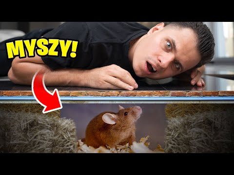 Wideo: Jak nazywa się stare złącze myszy?