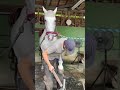 遊んで欲しいお馬さんVS馬の靴屋さん