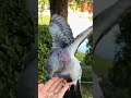 Lovely Bird's #viral #nature #talkingfunny #birds #youtube #youtubeshorts #trending #shorts