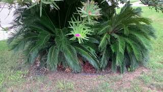 Sago palms in Central Texas