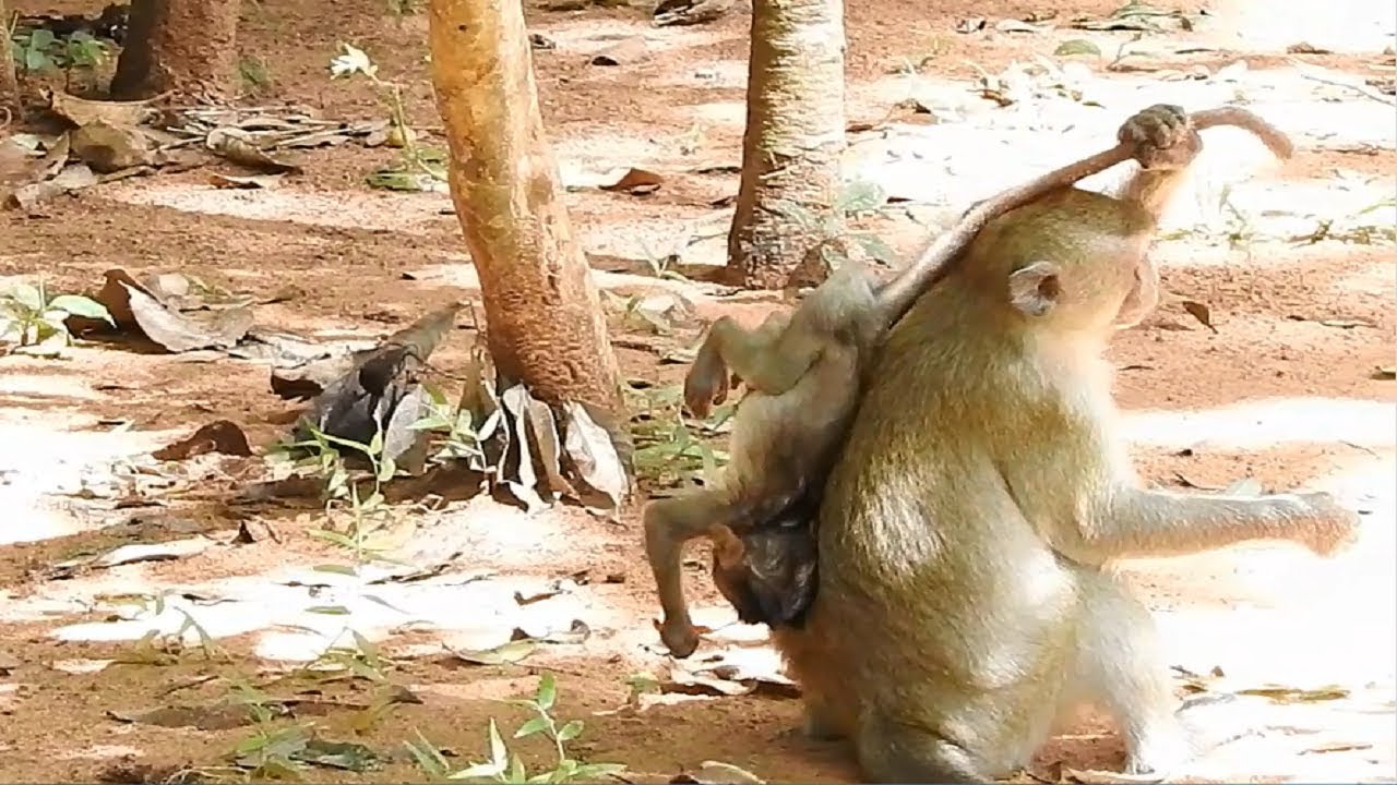 Crazy Monkey Crazy Monkey