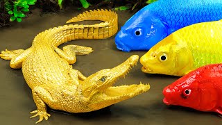 Crocodile Hunting Colorful Koi Fish Competing The Golden Eggs |Stop motion Cooking ASMR Mud Survival