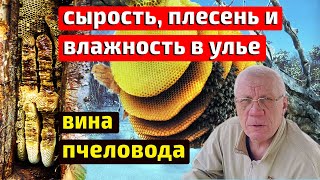 видео: Вентиляция в улье зимой. Зимовка пчел. картинка: Вентиляция в улье зимой. Зимовка пчел.