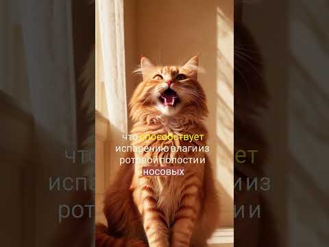 Кошки не потеют, так как люди!