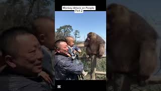 Famous Monkey Attack on People Part 2 🐒 #monkey #attack #people #animal #funny #monkeyvideo Net Worth