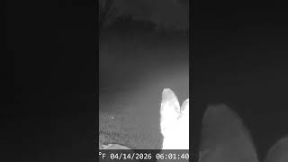 Young buck up and personal #trailcamfootage #deer