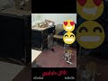 بره البيت عاملي عنتر قطط 