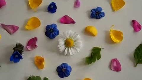 PETALS - A stop motion animation