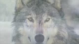 Wolves and Moose Part 1 2026 update  4K