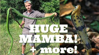 Finding GREEN MAMBA & FOREST COBRA + MORE! Coastal Herping In South Africa