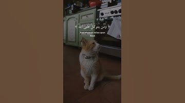 #quran #اكسبلور #quranic #دويتو #القرآن_الكريم #cat #duet #تلاوة_خاشعة #تيك_توك #قرآن #quranic #qur