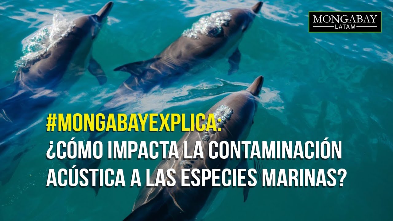 El Desconcierto | https://www.youtube.com/embed/LmbKMjC3nd4&ab_channel=MongabayLatam
