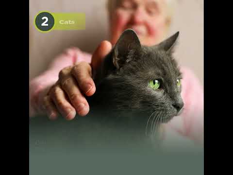 What Are The Best Companion Pets For Seniors