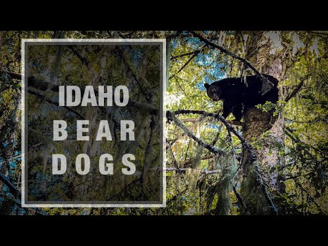 TEASER- Idaho Bear Dogs